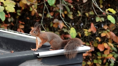 Marian Buurman - voor de wintervoorraad zorgen - 2025-11-13november; eekhoorn;achter;tuin;